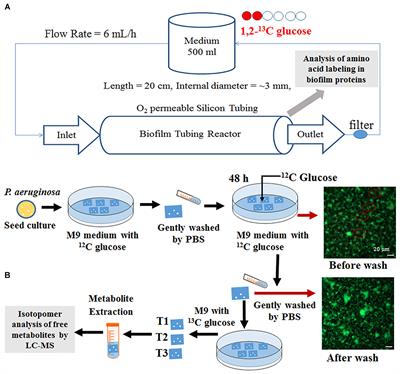 <mark class="highlighted">Bacterial Metabolism</mark> During Biofilm Growth Investigated by 13C Tracing